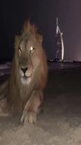 Summer nights #fyp #lion #dubai🇦🇪 #clubvibes #trendingvideo 
