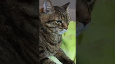 Ужин при свечах 🕯️🎂🙀🤣 #cat #кот #юмор #котушка #приколы #цитаты