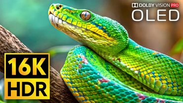 REMARKABLE 16K HDR Wildlife Visuals in Dolby Vision at 240fps on OLED!