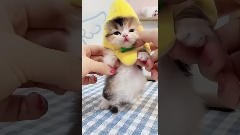 Holly Molly It's so cute! #dance #funny #cat #cuteanimals #cutecats #cute #funnyface #meow #shorts