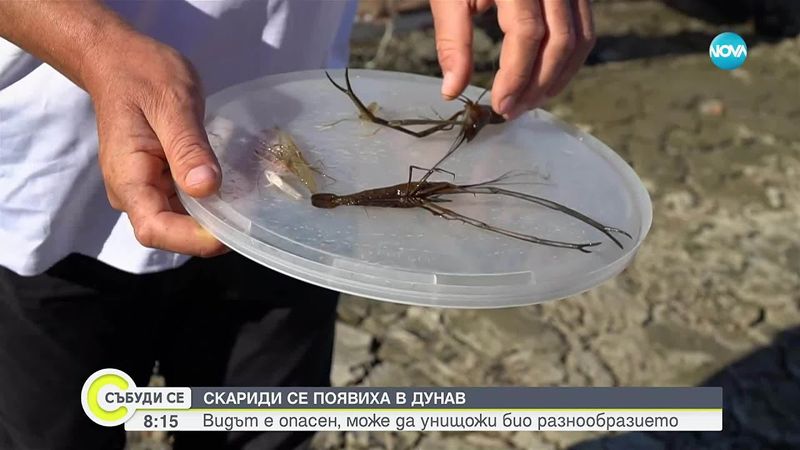 Скариди се появиха в река Дунав
