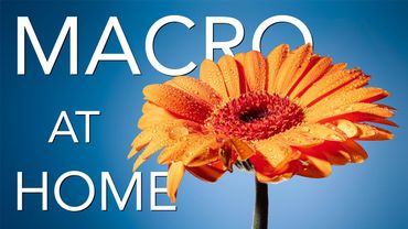 Macro at Home: Easy Lighting and Focus Tips and Tricks!
