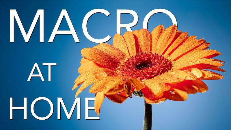 Macro at Home: Easy Lighting and Focus Tips and Tricks!