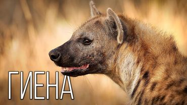 Hyena: Africa's Orderly | Interesting Facts About Hyenas
