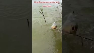 Как отвлечь себя от забот. #fishing #carpfishing #рыбалка #carp #природа #fish