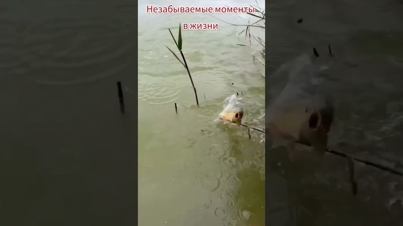 Как отвлечь себя от забот. #fishing #carpfishing #рыбалка #carp #природа #fish