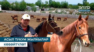 АСЫЛ ТУКУМ ЖЫЛКЫЛАР КӨБӨЙТҮЛӨТ