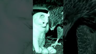 Eagle Cat : Proof That Kindness Never Fades 🦅🐱✨ #animalrescue #EagleAndCat #rescuestory #cat