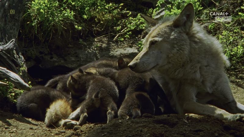 Царство Волка / Realm of the Wolf | 4K |