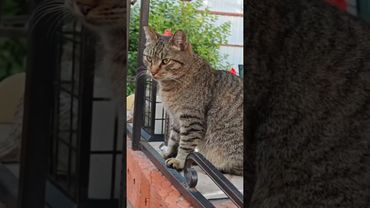 Тихо подкрадывается 🫢🙀😉🤣 #cat #кот #юмор #котушка #приколы #цитаты #любовь #третьесентября