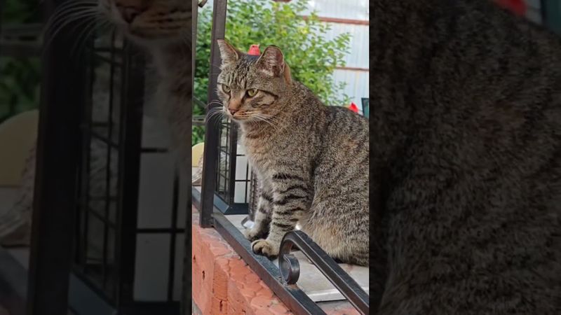Тихо подкрадывается 🫢🙀😉🤣 #cat #кот #юмор #котушка #приколы #цитаты #любовь #третьесентября