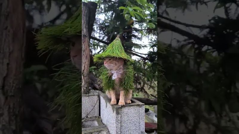 #позитив #юмордлявзрослых #популярное #цитатыпрожизнь #юмор #цитаты #стэтхэм #топ #приколы #cat