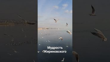 #психология #жириновский #цитатыосмысле #цитатыпрожизнь