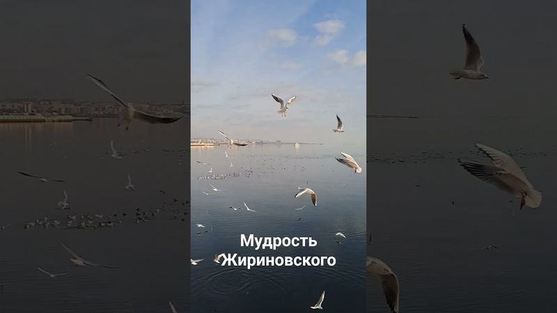 #психология #жириновский #цитатыосмысле #цитатыпрожизнь