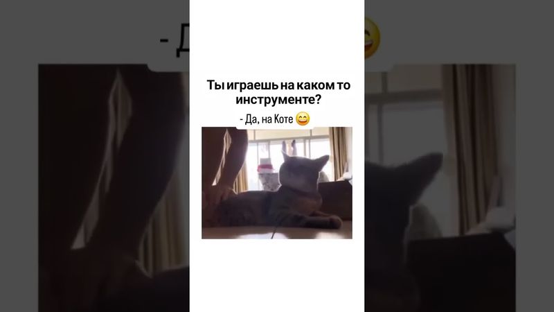 И как это назвать? #кот #мем #музыка #music #housemusic #смех #лучшее #этожизнь #юмор #котики #коты