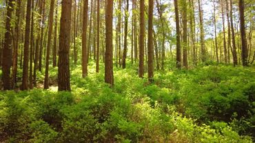Highcombe Edge Forest Walk, English Countryside 4K