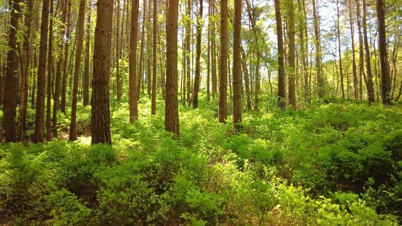 Highcombe Edge Forest Walk, English Countryside 4K