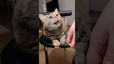 Грустный котик и покусаные цветы😹 #говорящийкот