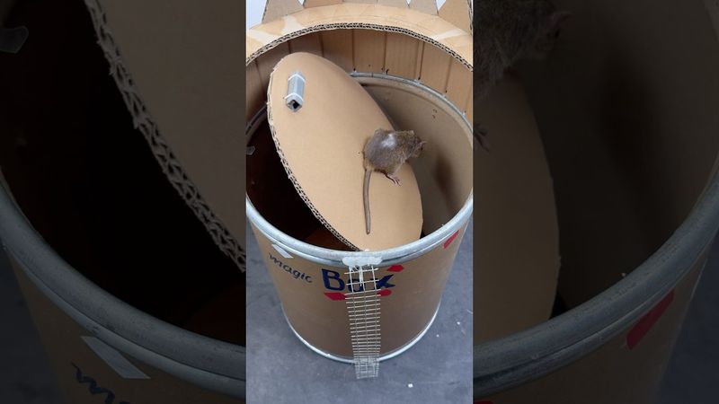 Ev Malzemeleriyle Basit ve Zeki DIY Fare Kapanı