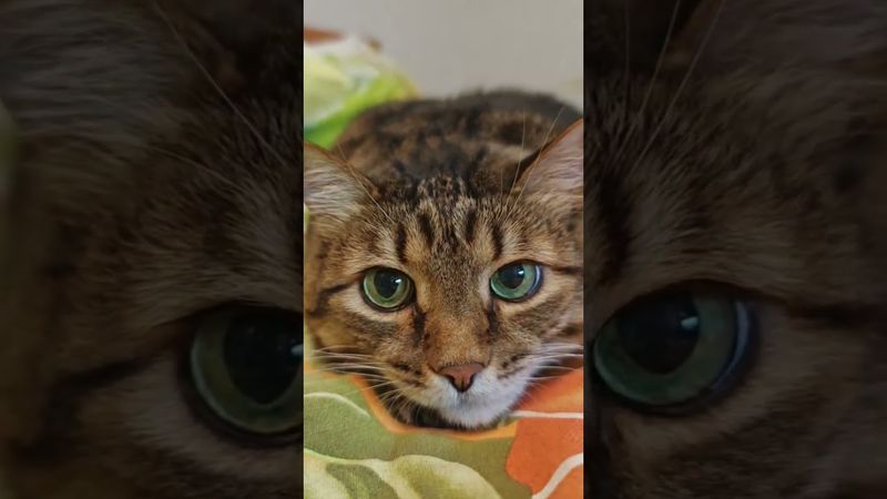 Я не сплю 🙀😉🤔🤣 #cat #кот #юмор #котушка #приколы #цитаты