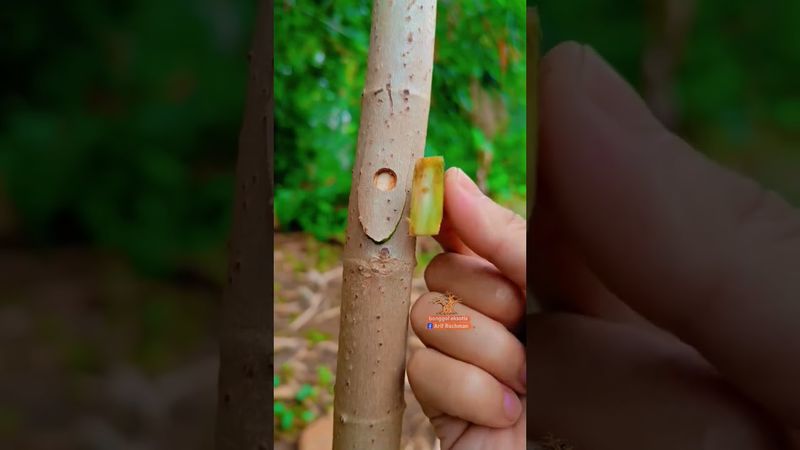 belajar grafting sederhana 🌱🌿🌳 #grafting #bonsai #satisfying  #bonsaitree