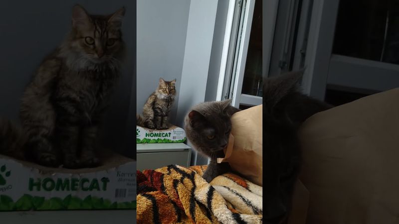 Cat's #cat #catlover #cute