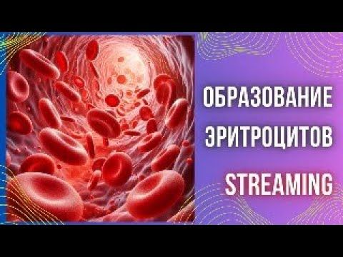 Эритропоэз. Образование и цикл эритроцитов. Возможные причины анемий.