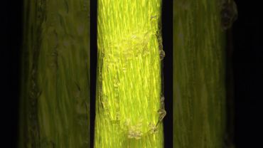 Close-Up Thread Melting