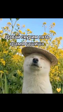 Отмечай того с кем бы сделал #рекомендации #подписка #вайб #fyp #on #...