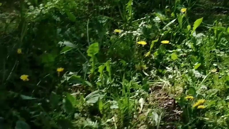 Что можно сделать из одуванчиков.