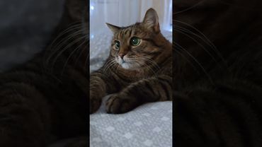 Справедливость 🤔☝️🙀🤣 #cat #кот #юмор #котушка #приколы #цитаты