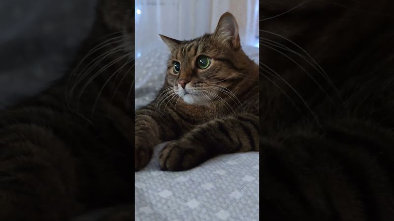 Справедливость 🤔☝️🙀🤣 #cat #кот #юмор #котушка #приколы #цитаты