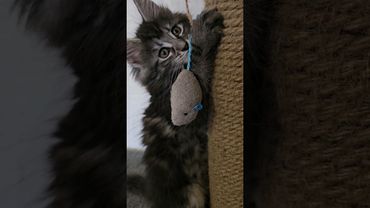 Мейн-кун Рыся, которой ещё нет и 2х месяцев!