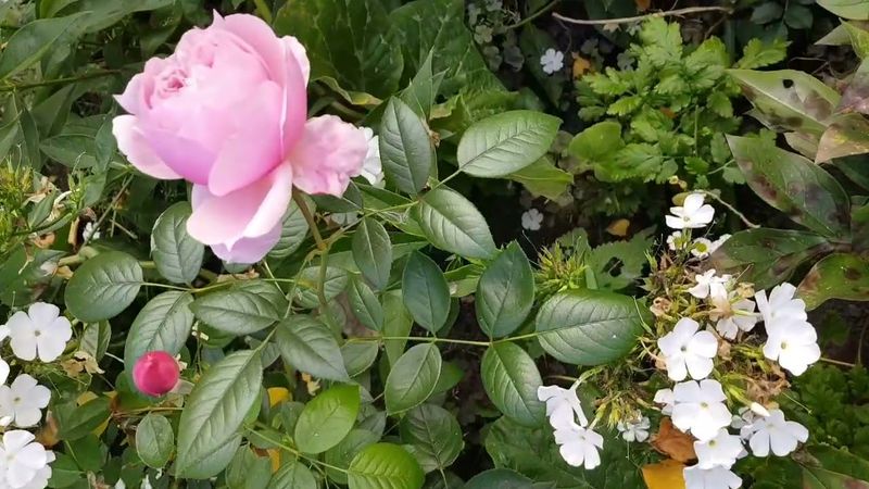 Как цветет Роза Шоне Майд (Schone Maid) 24.09.2023