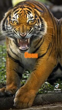 TikTok video #7056871455597825281