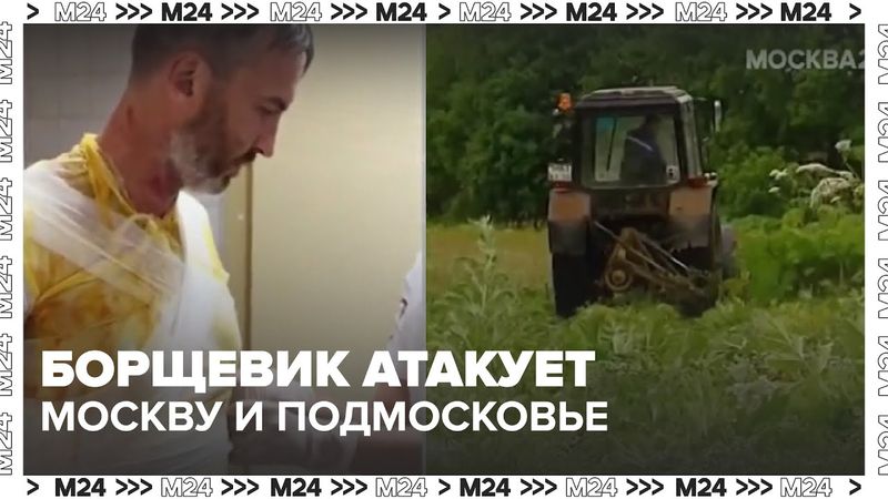Борщевик атакует: В Подмосковье усилили борьбу с борщевиком после всплеска ожогов