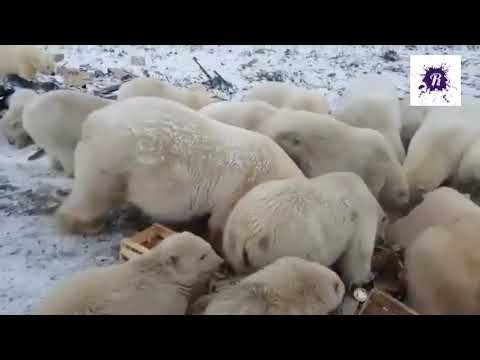 Белые Медведи на Новой Земле   2019