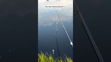 Ставь лайк😄 #рыбалка #амур #карп #карась #рыба #судак #ловлякарпа #фидер #спиннинг #щука #окунь