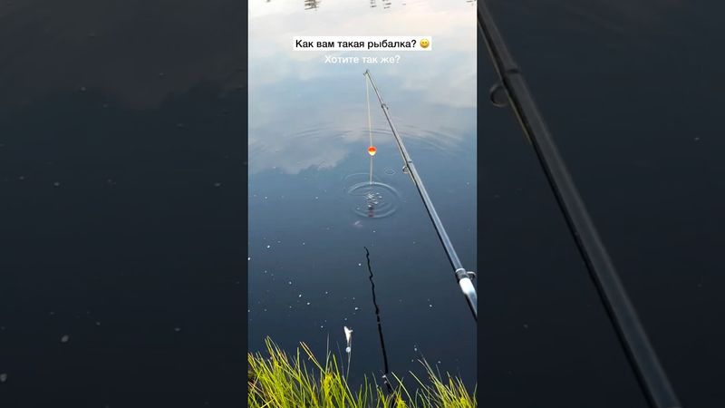 Ставь лайк😄 #рыбалка #амур #карп #карась #рыба #судак #ловлякарпа #фидер #спиннинг #щука #окунь