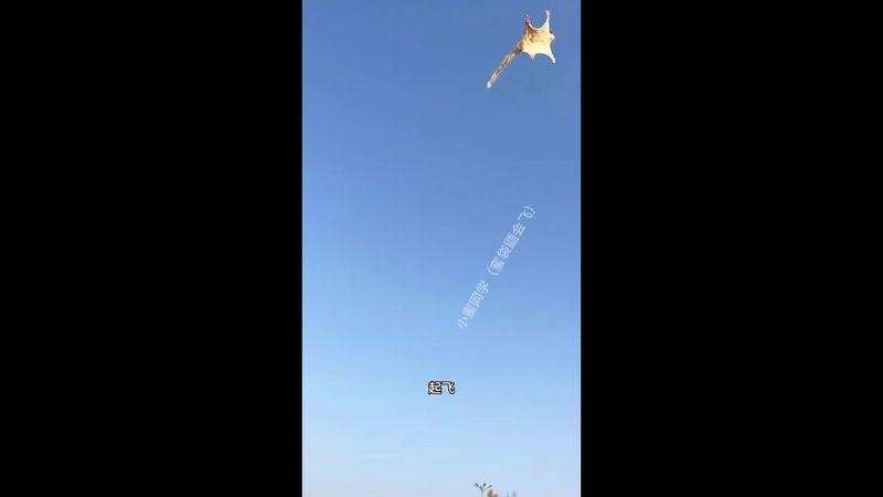 This Is Not A Mouse! #hangglider #funny #pets #cute #travel