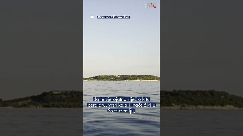 Uočen kit ispred pulske luke