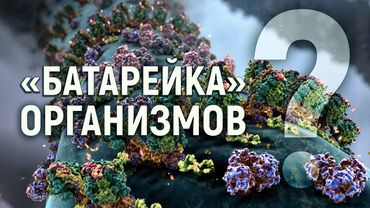 Митохондрия. Энергия для жизни всех организмов. Проблемы естественного отбора