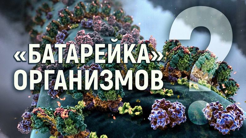 Митохондрия. Энергия для жизни всех организмов. Проблемы естественного отбора