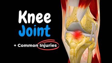 Knee Joint Anatomy & Common Injuries (Ligaments, Menisci & Movements)