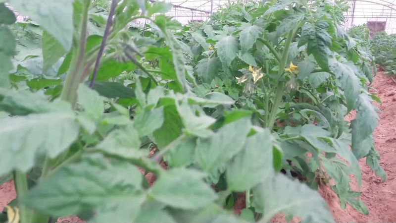 تقليم  وتربية الطماطم فى البيوت المحمية والأسطح ...