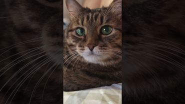 Если женщина...🙀🤔😮🤣 #cat #кот #юмор #котушка #приколы #цитаты