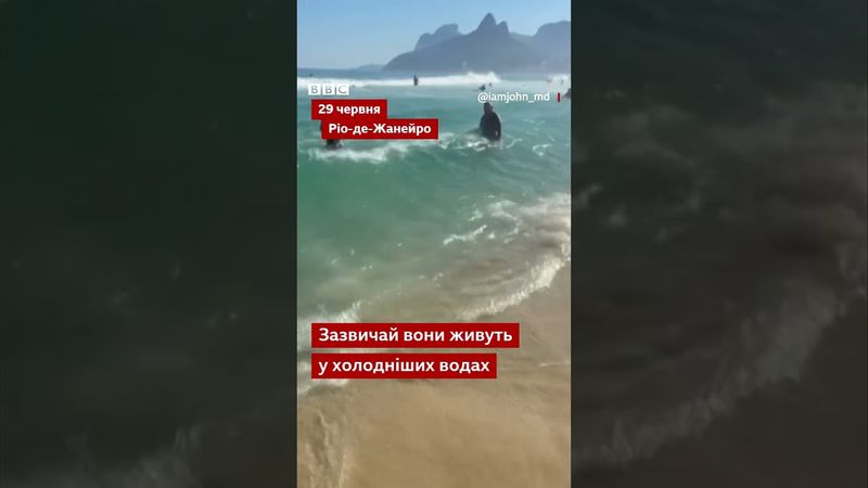 Відпочивальники дуже здивувалися, коли побачили поруч з собою у воді пінгвіна #shorts