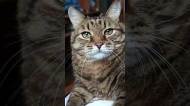 Подрался с батей 🙀🫢😉🤣 #cat #кот #юмор #котушка #приколы #цитаты