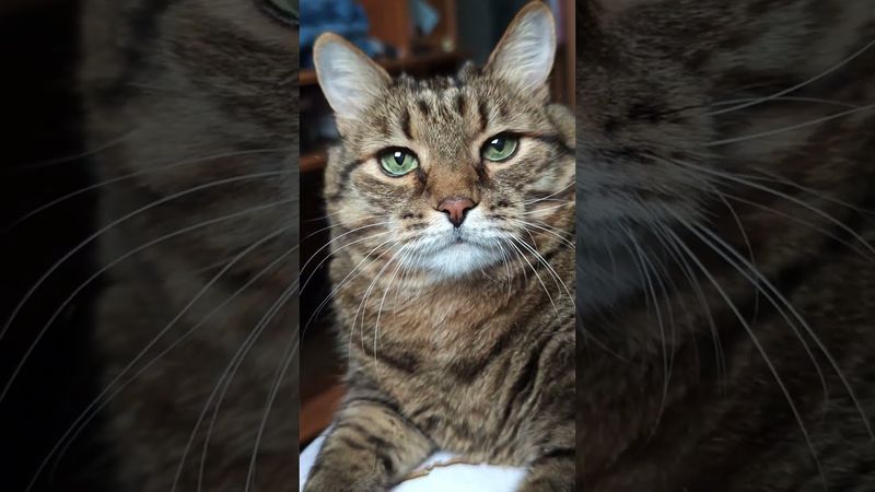 Подрался с батей 🙀🫢😉🤣 #cat #кот #юмор #котушка #приколы #цитаты