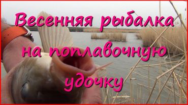 Красивый закат, пара сазанчиков и жизнерадостные ондатры.